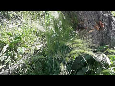 მწვანე თავთავი