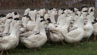 La France de Périco : foie gras et saumon fumé en Chalosse