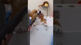 How often do you bathe a dog? #DogBath #PetGrooming #CuteDog #BathTime
