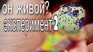 ЧТО ВЫЛУПИЛОСЬ ИЗ ЯЙЦА?