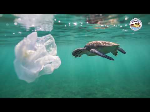 Video: Deniz Kaplumbağaları Nasıl Beslenir