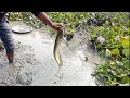 the best village Fishing unic video💖বিলের পুকুর সেচে নানা প্রজাতির মাছ শিকারের অসাধারণ ভিডিও