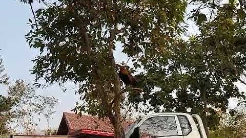 Qaib dib mos quaszoo heev 2020