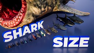 Shark Size Comparison | 3D Animation