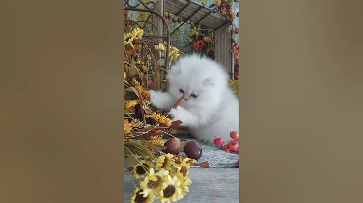 Watch the video about Silver Persian Kitten Playing - Kitten Videos
