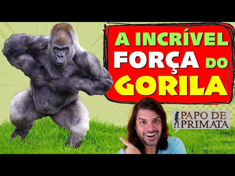 Vídeo: Quanto pesa um gorila de costas prateadas?
