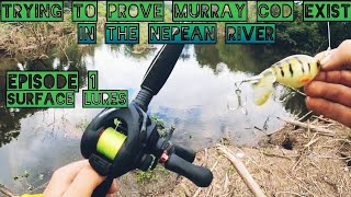 trying to prove Murray cod exist in the Nepean river
