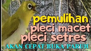 Download Lagu Terapi pleci koloni dan gemercik air MP3