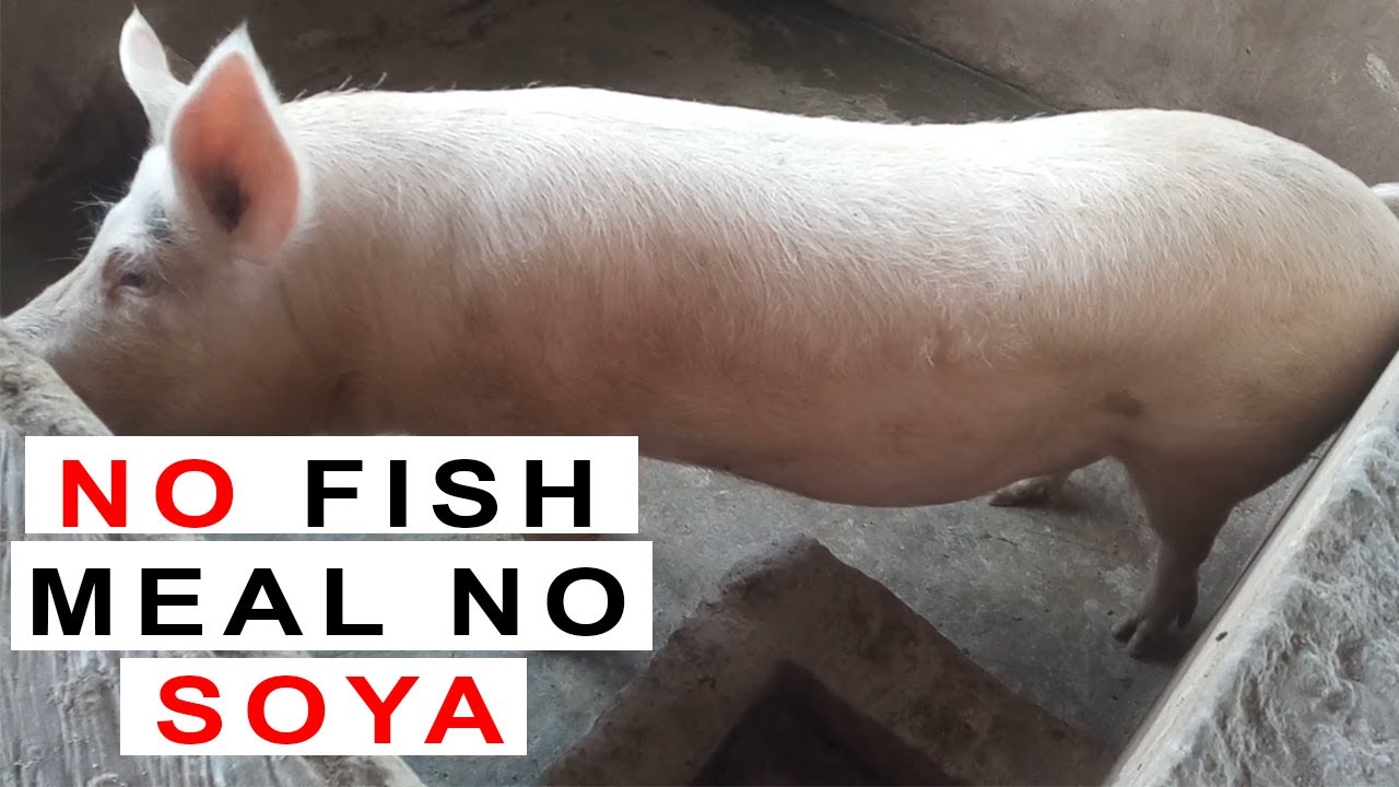 Мои свиньи медленно набирали вес (в составе корма не было соевого шрота)