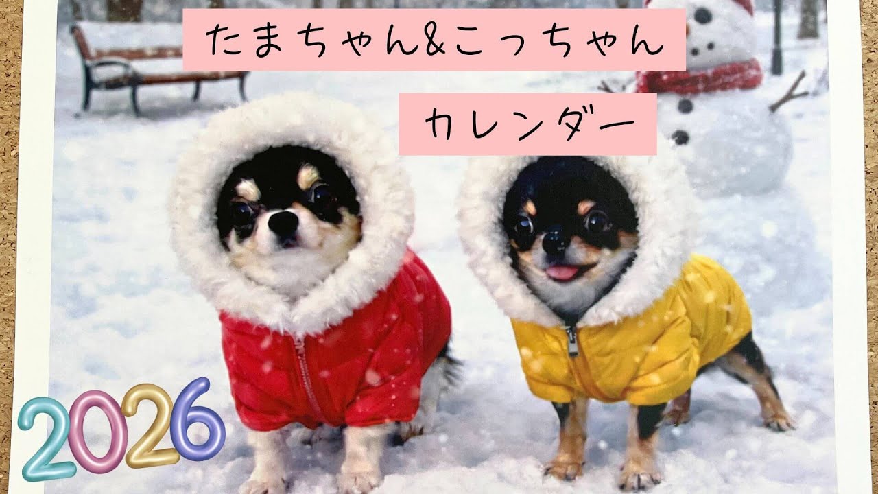 【チワワ】たまこ&こたま🐾可愛すぎるカレンダー紹介📅#チワワ#可愛い動画#ほっこり動画