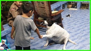 น้องบีมลูกแม่บี | เดินเล่นดูบ่อปลาที่ขุดใหม่