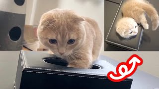 小さい頃と同じようにティッシュケースに入ろうと必死な短足猫w