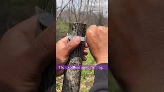 Two types of Skin Grafting in one walnut bark 😳in shopian kashmir