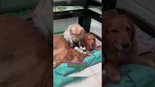 Kedi Ve Köpekler Arasındaki Gerçek Dostluk Ailenin En Küçük Üyesi Bir Kedi