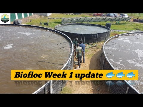 Biofloc update week-1 - YouTube