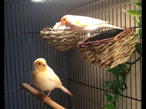 Red Mosaic Canary