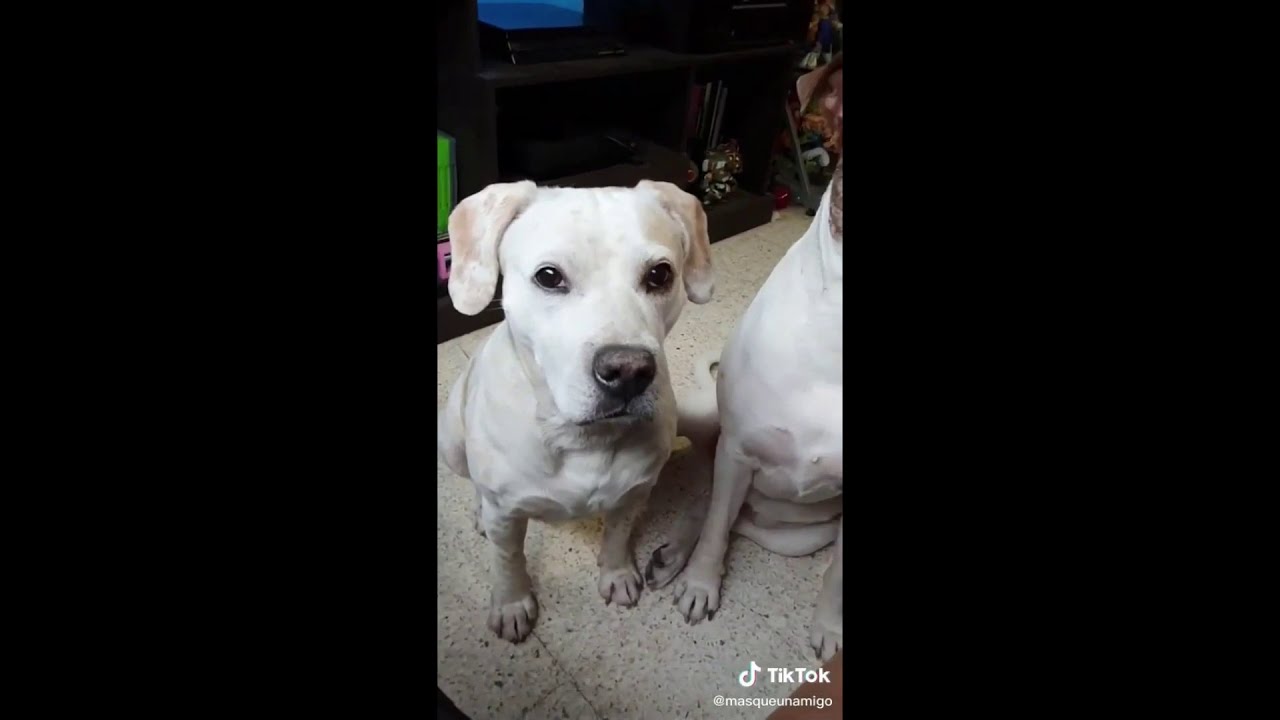 Mascotas Graciosas Para Morirse Dela Risa