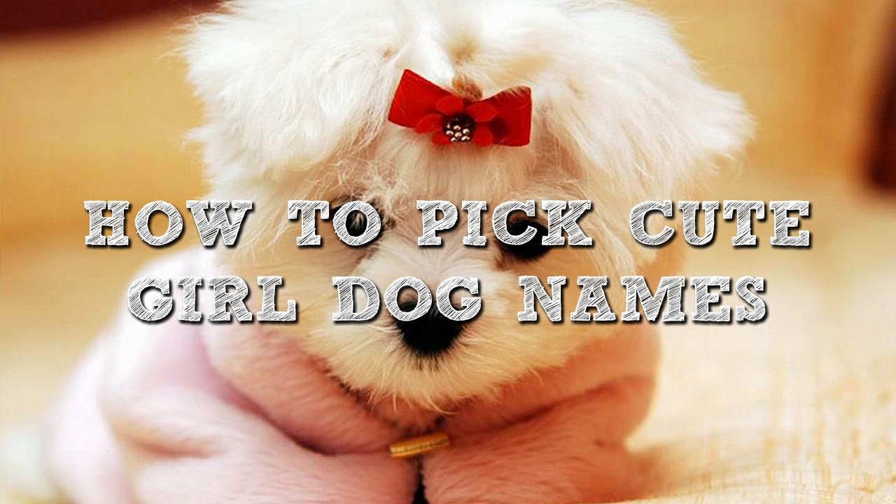 What are some cute girl dog names?