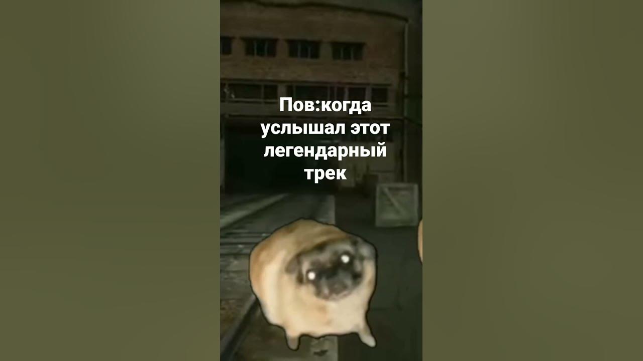 #рек #рекомендации #реки #туту #мопс #мопсы #мопсики #трек #треки # ...