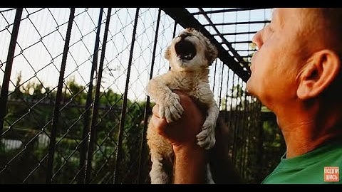 Львица родила, но отказывается кормить львят, малыши хотят есть!!