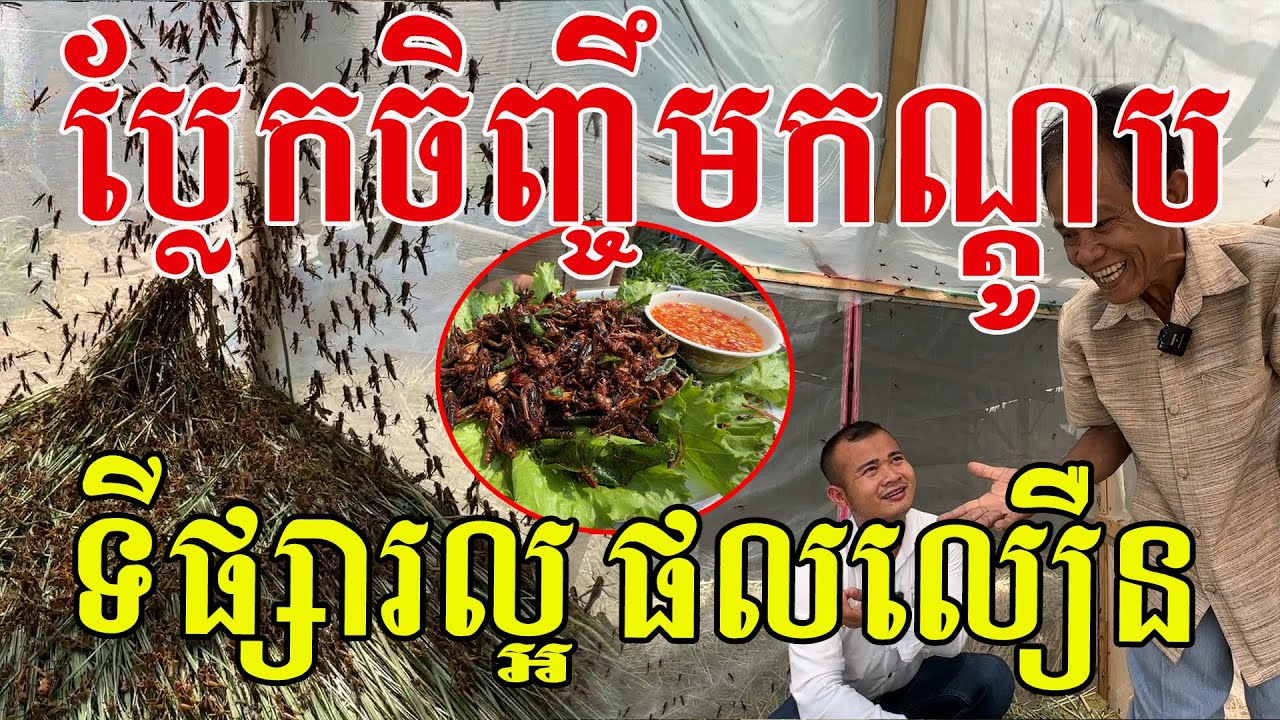 ប្លែកចិញ្ចឹមកណ្តូប ទីផ្សារល្អបានផលលឿន ញាស់ម្ដងៗរាប់ម៉ឺនក្បាល