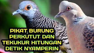 pikat burung perkutut dan tekukur hitungan detik nyamperin mp3 gacor