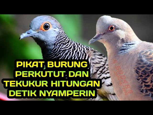 pikat burung perkutut dan tekukur hitungan detik nyamperin mp3 gacor class=