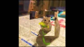 thekid ACE & SSJ Twiin  Fun and Forget (speed up)