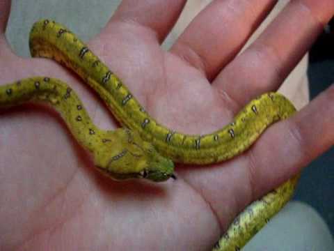 **UPDATE**Green Tree Python START of Color Change ~ Ambition! - YouTube
