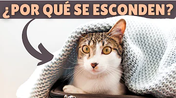 ¿A los gatos les gusta estar debajo de las mantas?