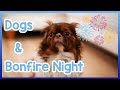 Dogs & Bonfire Night! How to Keep Your Dog Safe and Calm on Bonfire Night Dogs & Bonfire Night! How to Keep Your Dog Safe and Calm on Bonfire Night