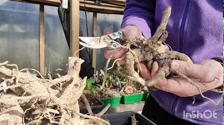 Splitting and starting Dahlia tubers.