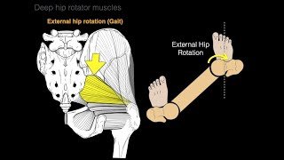 Deep hip rotator muscles