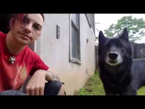 pets and animals for sale New House, New Hauntings