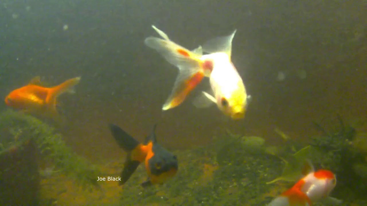 Así están los Peces en el Bote Estanque de los Goldfish YouTube Así están los Peces en el Bote Estanque de los Goldfish YouTube
