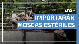 México Importará 110 Millones De Moscas Estériles Contra El Gusano Barrenador