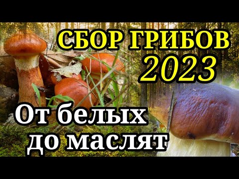 Сбор грибов 2023 в Беларуси. За грибами в конце октября! Белые грибы. Маслята