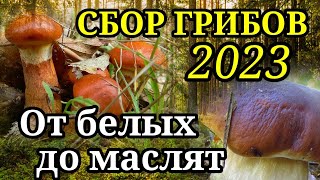 Сбор грибов 2023 в Беларуси. За грибами в конце октября! Белые грибы. Маслята