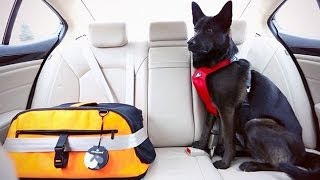 Dog Safety/Seatbelts for Dogs: A HowTo