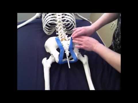 Video: Fungsi Ligamentum Sacrotuberous, Anatomi & Diagram - Peta Tubuh