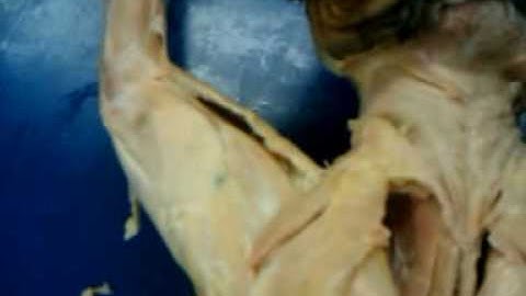 Cat Dissection Part 1