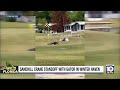 Sandhill crane scares gator that came too close to its family on golf course