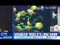 【每日必看】三屍滅門案詭異內幕! 嫌犯逃亡前&quot;清魚缸&quot;混淆滅證 20240512