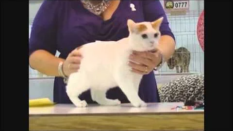 Watch the video about Manx Judging At The 2015 CFA International Show, Oaks, PA