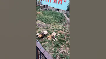 #лев #львы Взрослые львы спят около 20 часов в сутки.