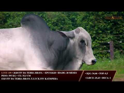 LOTE 109   EPCO 2628