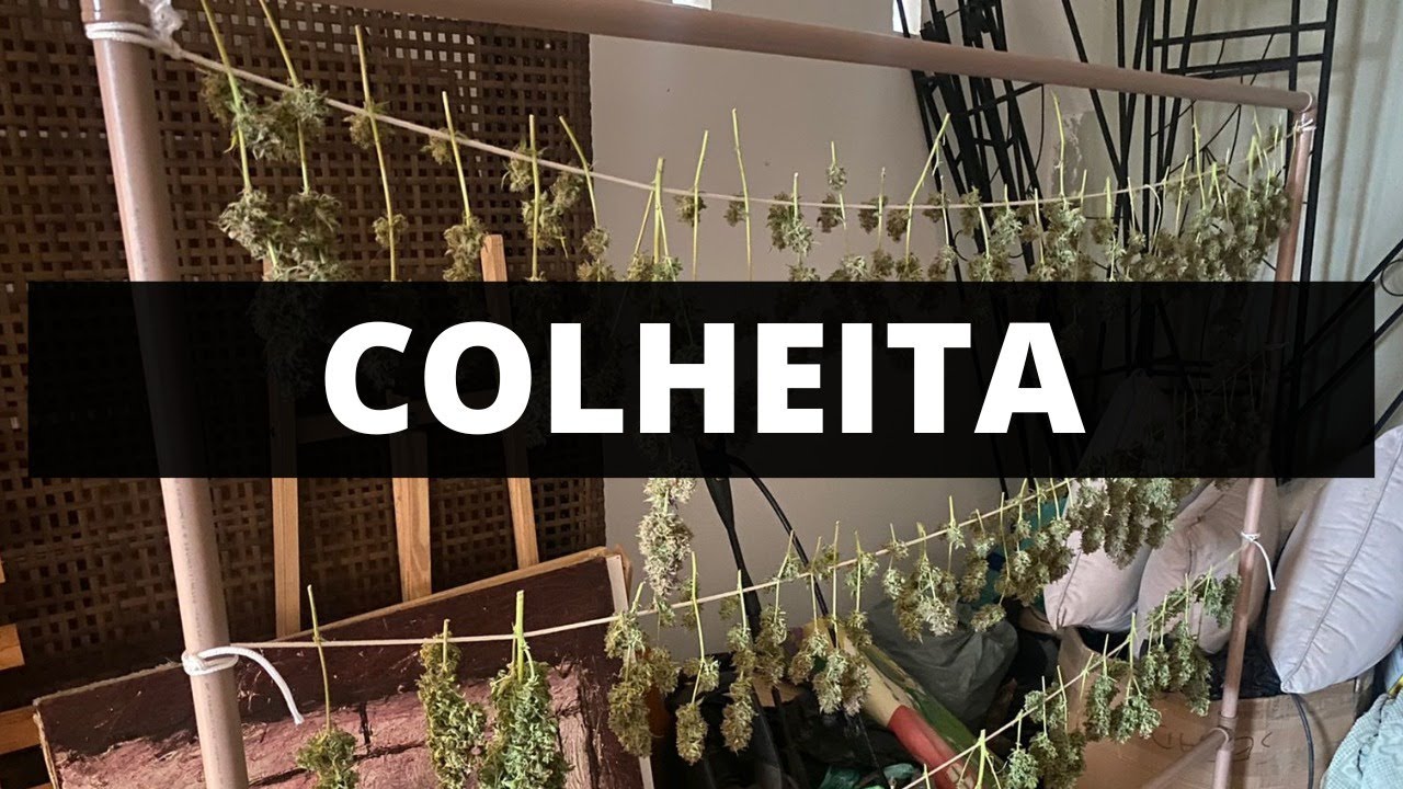 COLHEITA MACONHA CANNABIS COMO COLHER A PLANTA - CULTIVO INDOOR