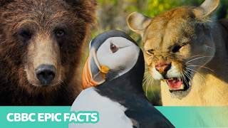 The most INCREDIBLE ANIMAL ENCOUNTERS from series 7 (part 1) | Deadly 60 | CBBC Epic Facts