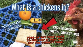 lets find out how smart chickens really are...
