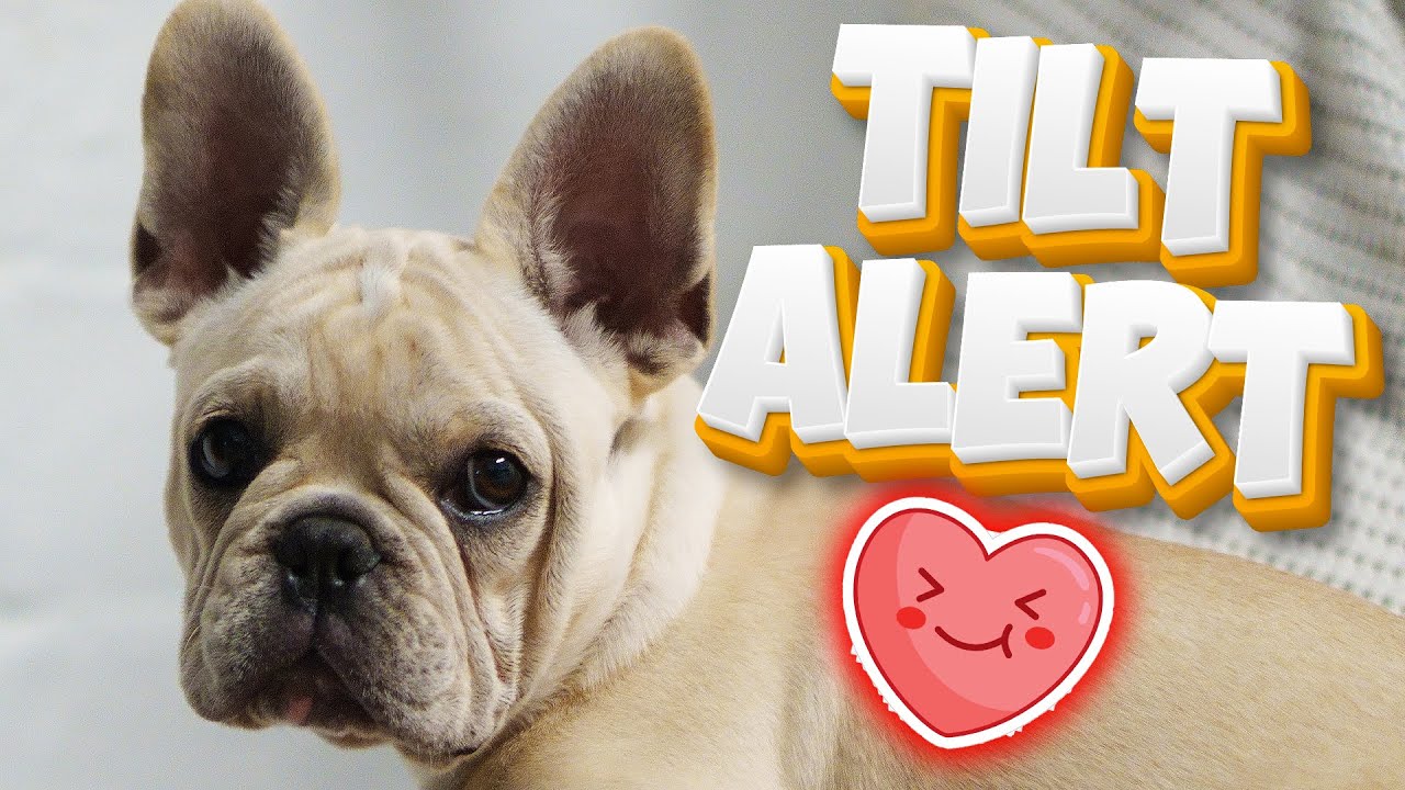 The Cutest Head Tilts Your Family Will Ever See